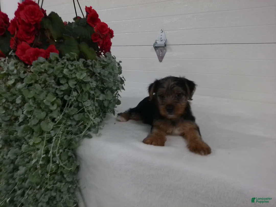 Yorkshire Terrier dogs for sale: Roscoe  - Ad 2