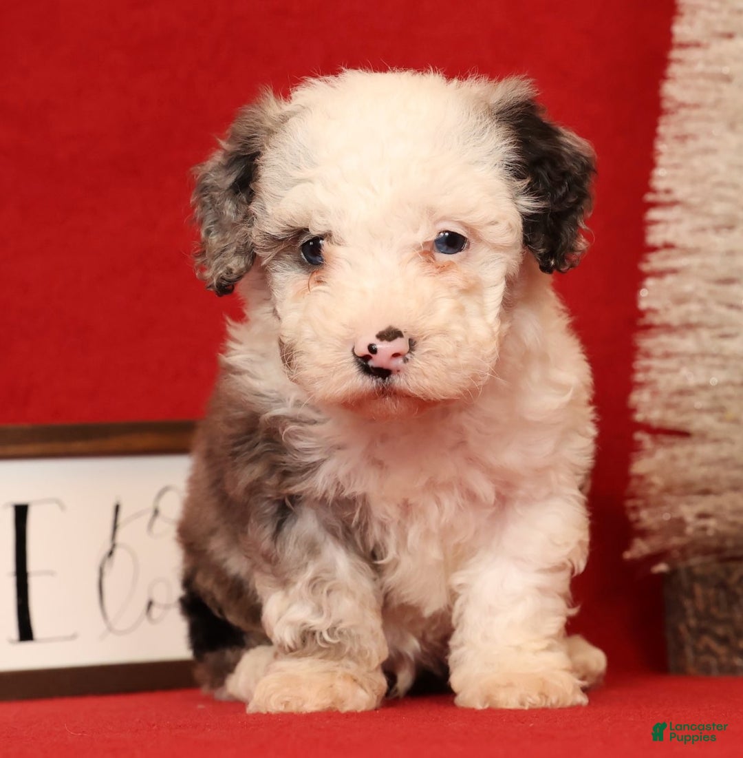 Miniature Poodle dogs for sale: Oswald - Ad 7
