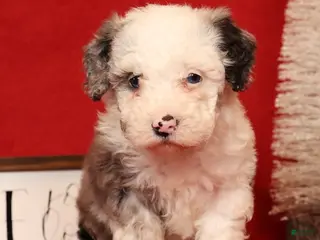 Miniature Poodle dogs Oswald - Ad 6