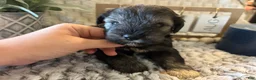 Miniature Schnauzer dogs for sale: Miniature Schnauzer 2 - Ad 13