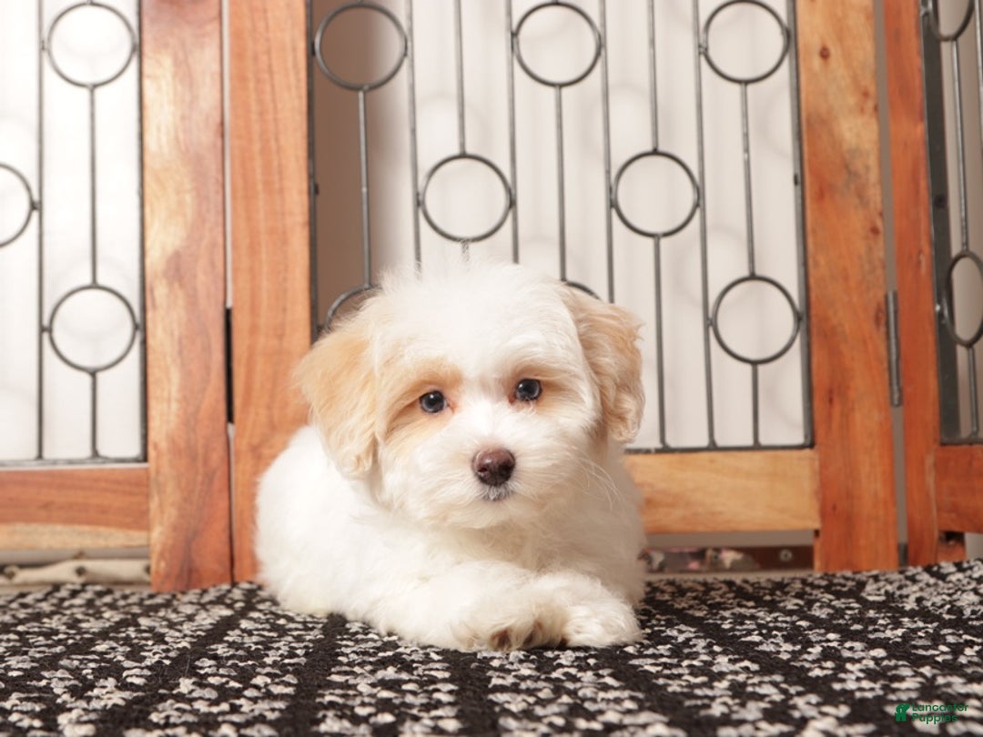 Maltipoo dogs for sale: Tinkerbell- Female Maltipoo - Ad 3