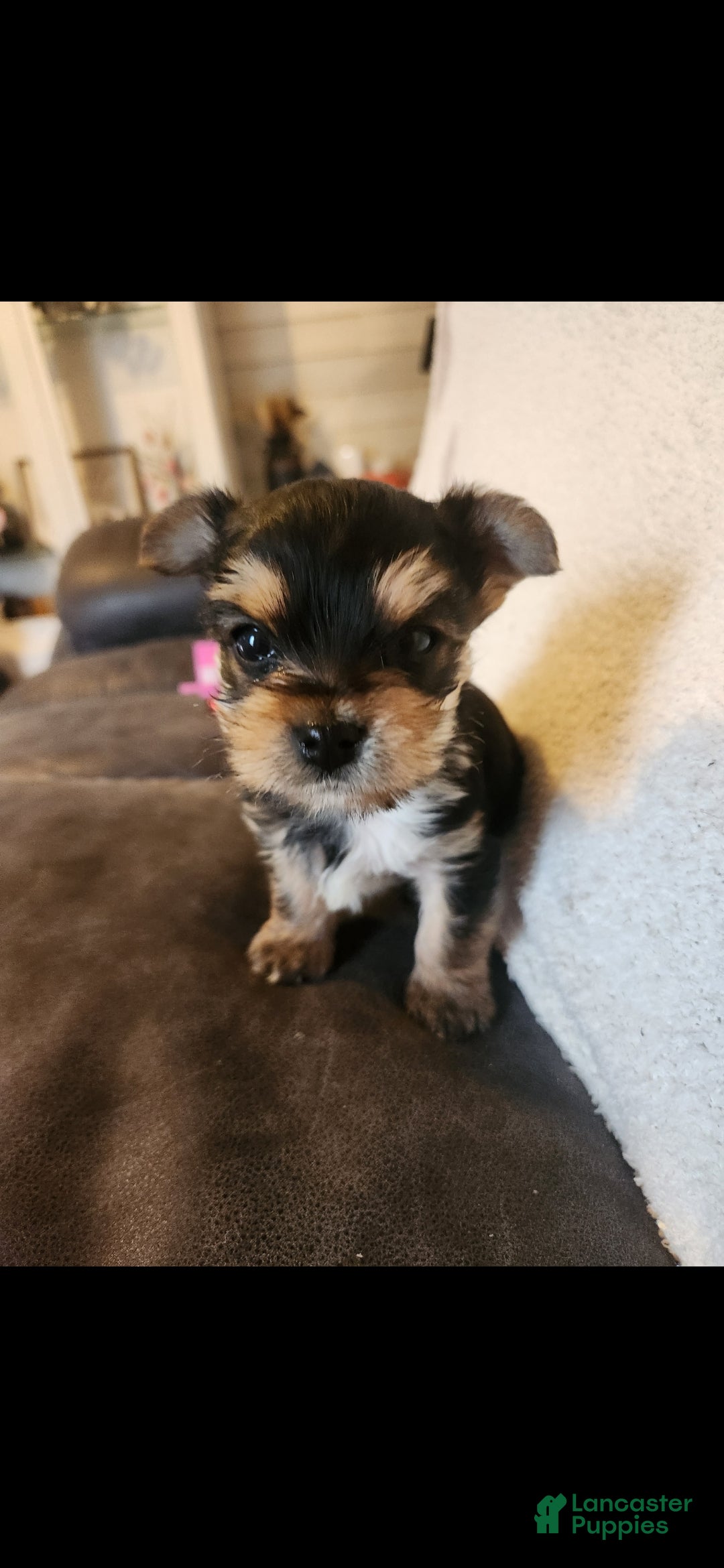 Yorkshire Terrier dogs Tiny CKC Yorkshire Terrior Puppy Male  - Ad 1