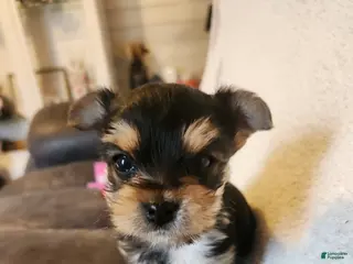 Yorkshire Terrier dogs for sale: Tiny CKC Yorkshire Terrior Puppy Male - Ad 1
