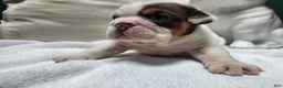 English Bulldog dogs for sale: English Bulldog Puppy 5 - Ad 4