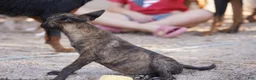 Dutch Shepherd dogs for sale: Dutchie Girl - Ad 4