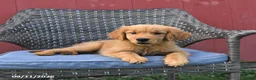 Golden Retriever dogs for sale: Michelle - Ad 5