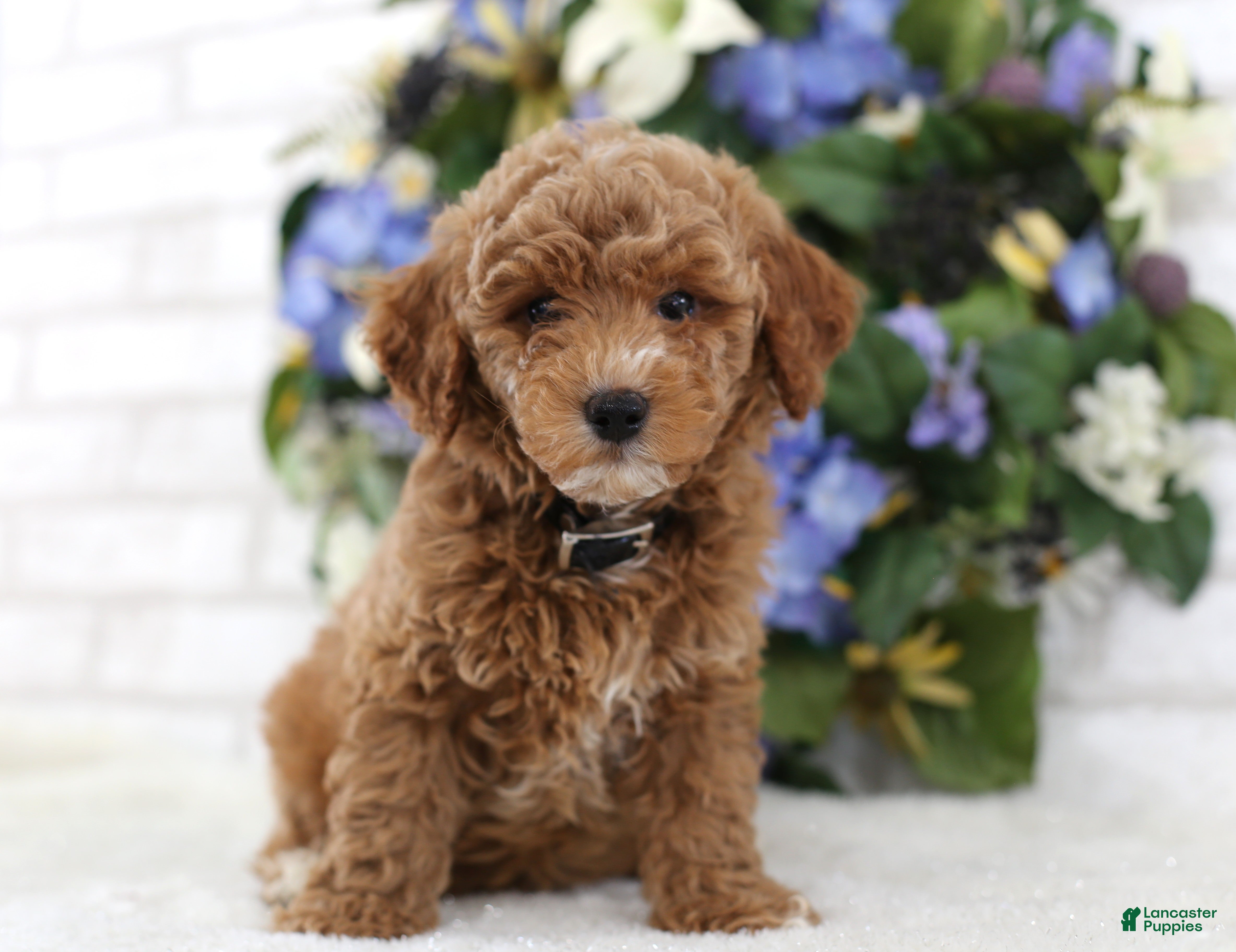 Miniature Poodle dogs Bandit - Ad 1