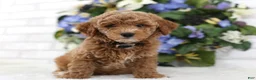 Miniature Poodle dogs for sale: Bandit - Ad 1