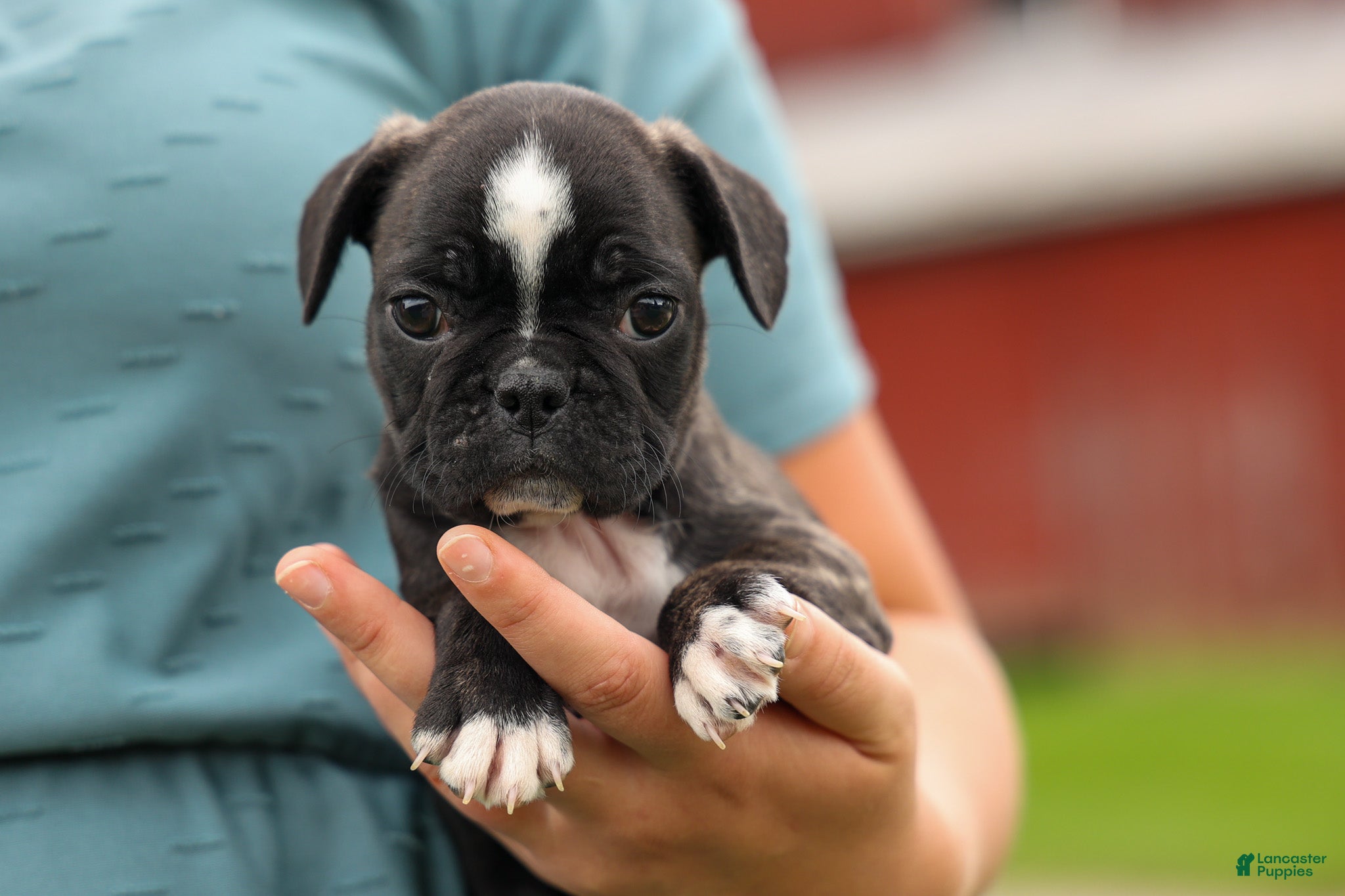 Frenchton dogs BAILEY - Ad 2