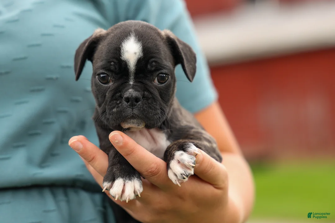 Frenchton dogs for sale: BAILEY - Ad 2