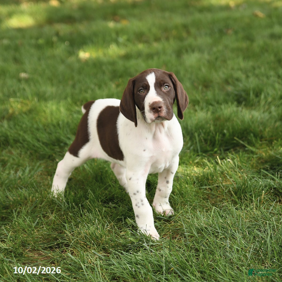German Shorthaired Pointer dogs Sawyer - Ad 1