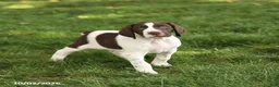 German Shorthaired Pointer dogs for sale: Sawyer - Ad 1