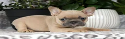 French Bulldog dogs for sale: Bella - Ad 4