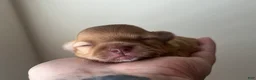 Chihuahua dogs for sale: Bud - Ad 3