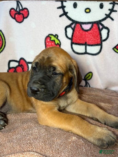 English Mastiff dogs Tank (Blue) - Ad 28
