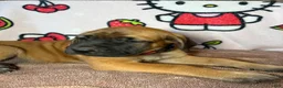 English Mastiff dogs for sale: Tank (Blue) - Ad 1