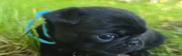 Pug dogs for sale: Chad - Ad 23