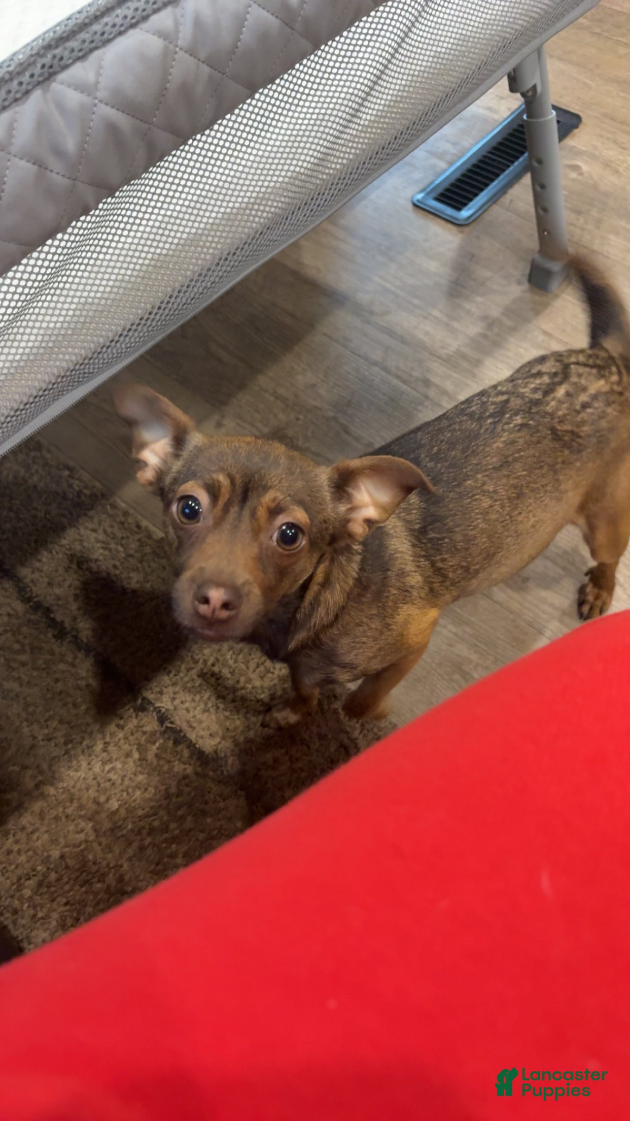 Mocha
