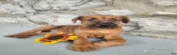 Irish Terrier dogs for sale: Rosy - Ad 3