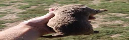 Chesapeake Bay Retriever dogs for sale: Chesapeake Bay Retriever 7 - Ad 1