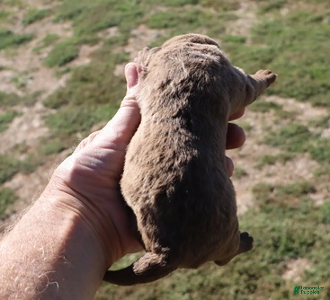 Chesapeake Bay Retriever dogs for sale: Chesapeake Bay Retriever 7 - Ad 1