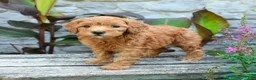 Mini Goldendoodle dogs for sale: Brielle - Ad 1