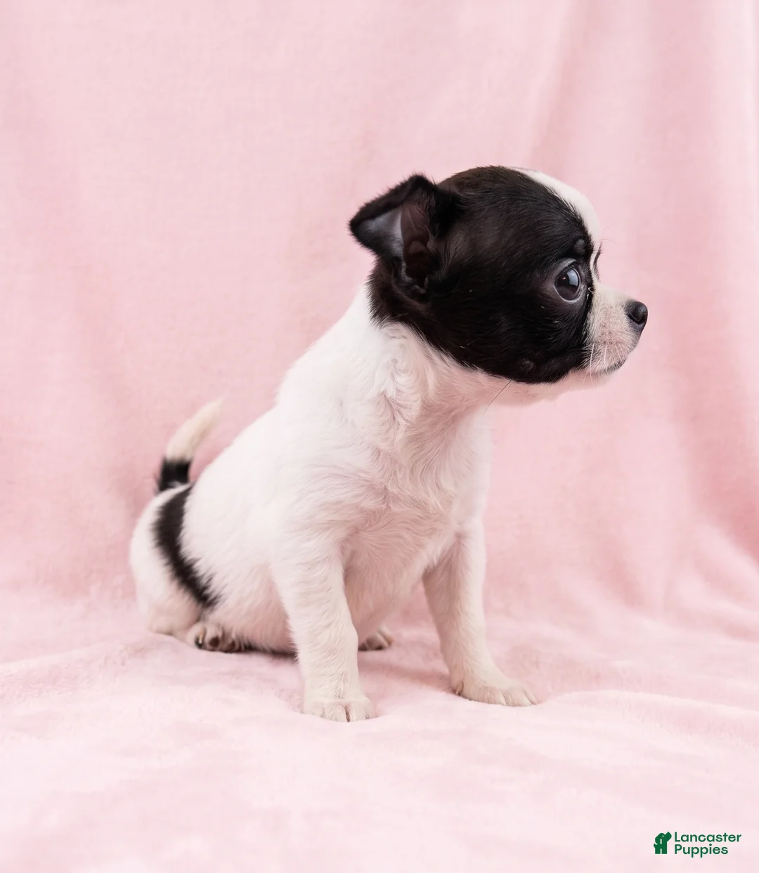 Mixed Breed dogs for sale: Penelope - Ad 4