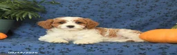 Cavapoo dogs for sale: Clover - Ad 1