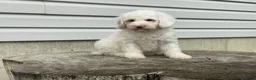 Miniature Poodle dogs for sale: Daxton Miniature Poodle  - Ad 4