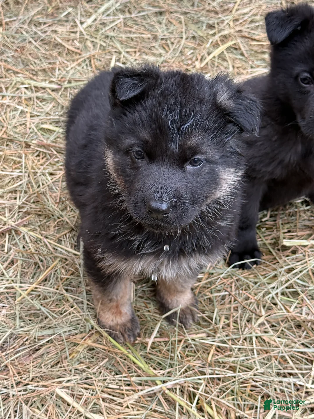 German Shepherd dogs for sale: German Shepherd Puppy 1 - Ad 1