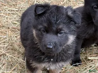 German Shepherd dogs German Shepherd Puppy 1 - Ad 42