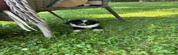 Australian Shepherd dogs for sale: Australian Shepherd 6 - Ad 1
