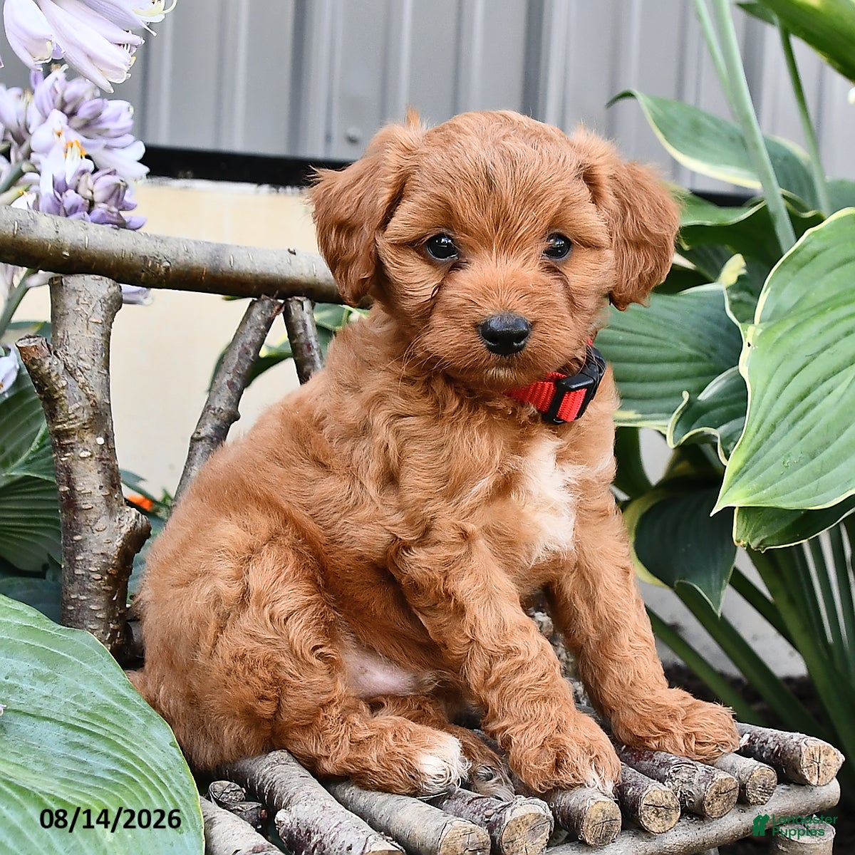 Cavapoo dogs Rover  - Ad 1
