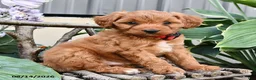 Cavapoo dogs for sale: Rover  - Ad 1