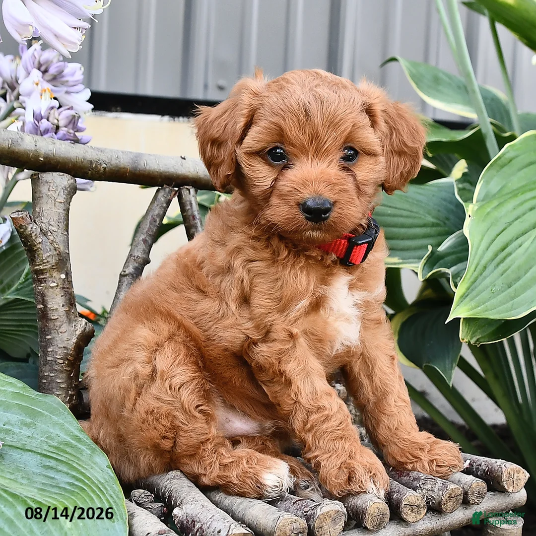 Cavapoo dogs for sale: Rover  - Ad 1