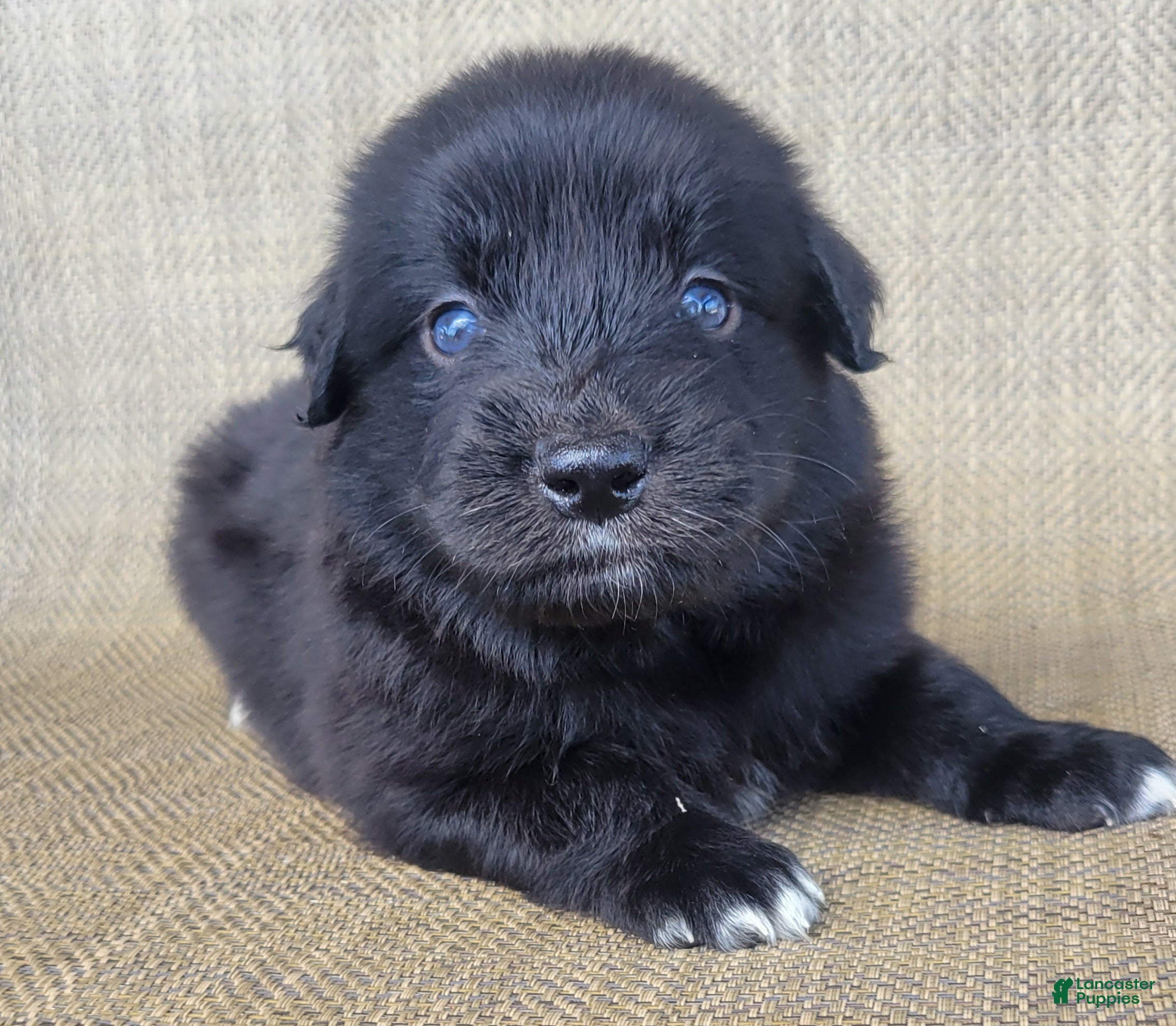 Australian Shepherd dogs Bear  - Ad 1
