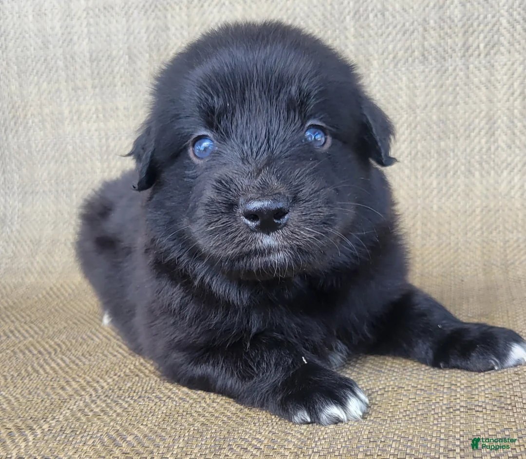 Australian Shepherd dogs for sale: Bear  - Ad 1