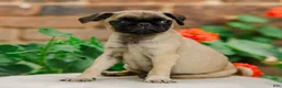 Pug dogs for sale: Socks  - Ad 1