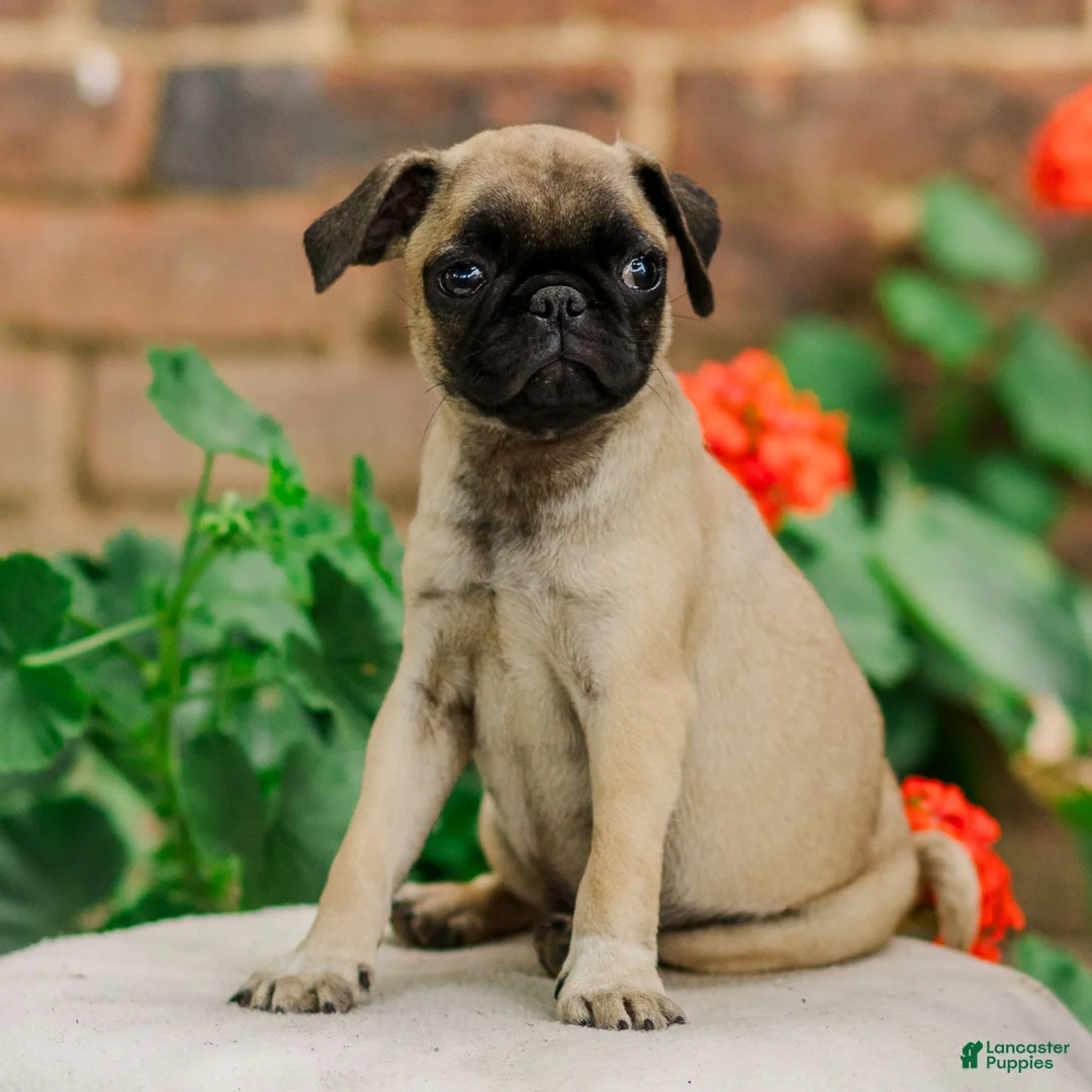 Pug dogs for sale: Socks  - Ad 1