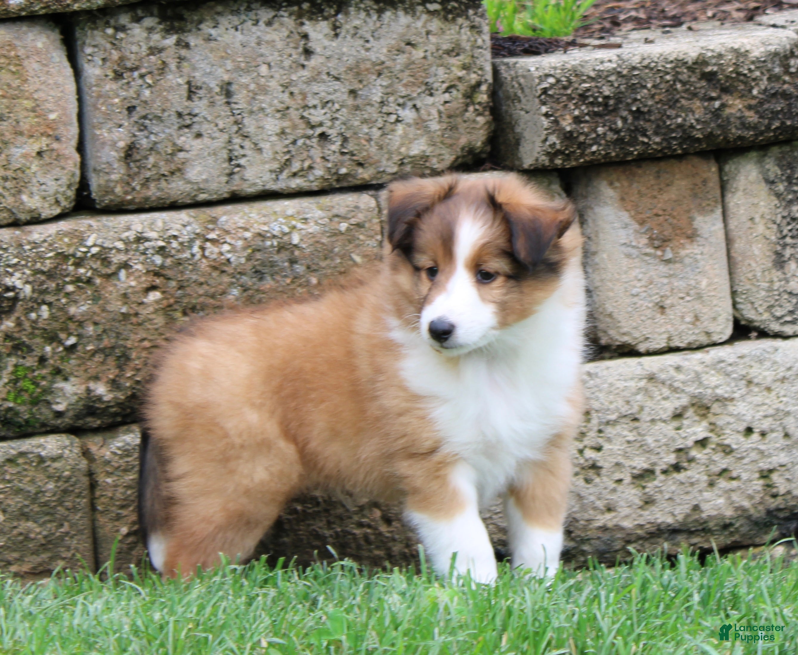 Shetland Sheepdog dogs Bruno Shetland Sheepdog Puppy  - Ad 2