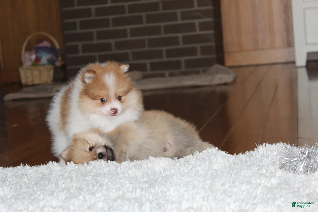 Pomeranian dogs for sale: Kenny - Ad 12