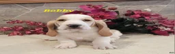 Basset Hound dogs for sale: Bobby - Ad 3