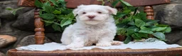 Havanese dogs for sale: Nemo - Ad 7
