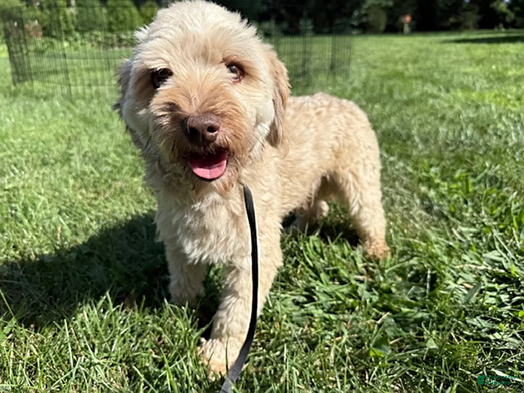 Havanese dogs for sale: Amber - Ad 5