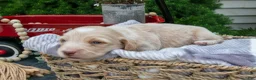 Miniature Dachshund dogs for sale: Marshall - Ad 3