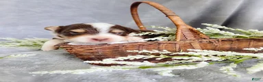 Musk Melon