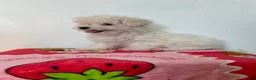 Maltipoo dogs for sale: Cupcake  - Ad 3