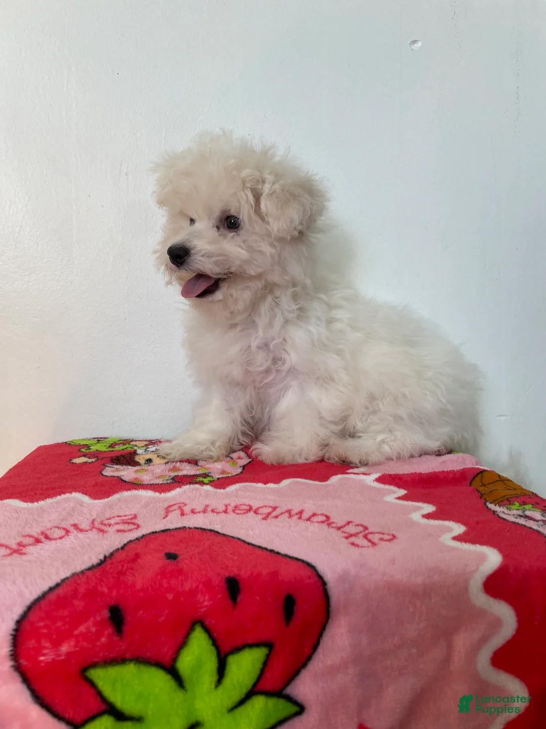 Maltipoo dogs for sale: Cupcake  - Ad 3