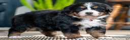 Bernese Mountain Dog dogs for sale: Cookie - Ad 1