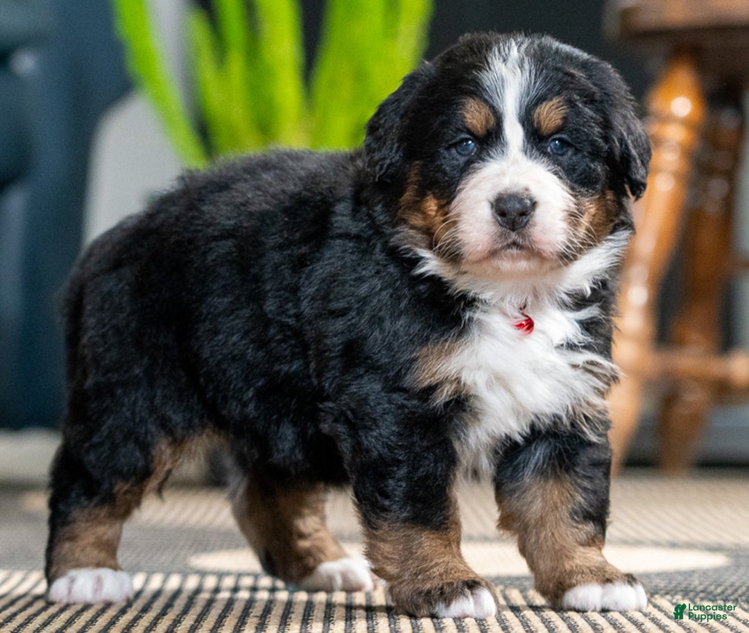 Bernese Mountain Dog dogs for sale: Cookie - Ad 1